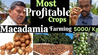 Macadamia farming Most profitable farming 5000 kg  macadamia macadamiafarming [upl. by Belita192]