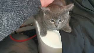 Kitten  Ein Video als sie noch da waren XY9777 [upl. by Robina]