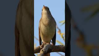 Ruiseñor común Luscinia megarhynchos Common Nightingale birds nature birdwatching [upl. by Ahsinej240]