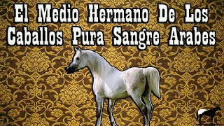 El Shagya Arabian La Raza De Caballos Árabe Menos Conocida🐴Del Cerro Soy [upl. by Yboj825]