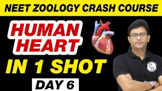 HUMAN HEART in 1 Shot  Body Fluids and Circulation 02  Class 11  NEET [upl. by Darelle48]