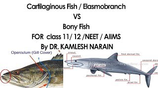 Cartilaginous Fish  Elasmobranch amp Bony Fish FOR class 11 12 NEET  AIIMS By DR KAMLESH NARAIN [upl. by Akinihs]