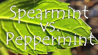 Spearmint vs Peppermint 🌿 What is the Difference [upl. by Torry32]