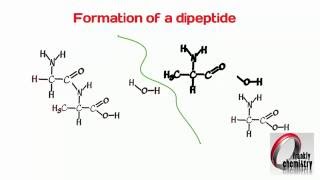 Amino Acids 4 Formation of a Dipeptide [upl. by Egas]