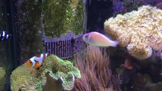 Keeping Reef Fish  Focus on Clownfish [upl. by Garry812]