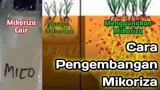 CARA MEMPERBANYAK MIKORIZAN [upl. by Daigle]