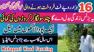 New Big Business Idea  Mahogany Wood Tree Farming  Worlds most expensive wooden Tree Muhagni [upl. by Aerdnua]