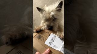 Cairn Terrier dog unboxes his worst nightmare [upl. by Suoicerpal]