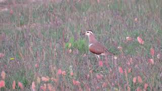 Charadrius morinellus [upl. by Vogele]