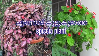 Episcia plant care malayalam  Episcia plant  Episcia plant varieties  Flame violets [upl. by Shifra]