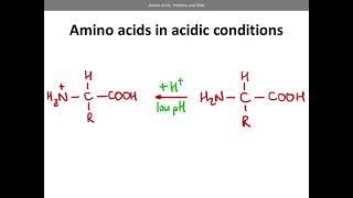 Amino Acids proteins and DNA AQA A level Chemistry [upl. by Rese]