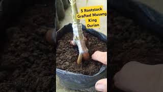 5 ROOTSTOCK GRAFTED MUSANG KING music rap musangking durianfruit cotyledon rootdouble durian [upl. by Anaehs]