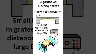 Agarose Gel Electrophoresis electrophoresis dna [upl. by Irakab]