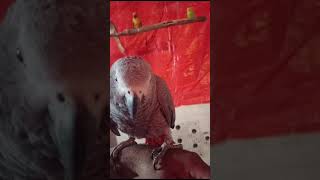 African Grey Hand Tame Talking [upl. by Hibbs781]