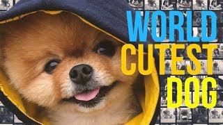 🐩 CUTEST DOG IN THE WORLD  JIFFPOMs FUNNY DOGS VIDEOS [upl. by Anivad]