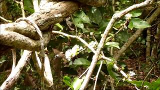 mariposa esfinge colibrí [upl. by Giah629]