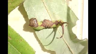 White Furcula Moth Furcula borealis caterpillar [upl. by Luwana]