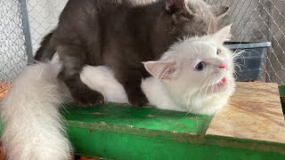 Cat in heat 😻  Bon vs xka7  Munchkin Mate  Cat breeding 😺 [upl. by Nivlac]