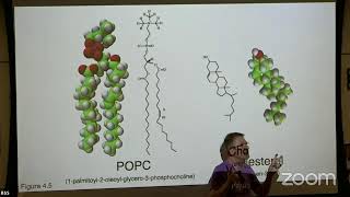 Membrane Elasticity and Thermodynamics III  M Deserno July 4 BSS 2024 [upl. by Ellasal505]