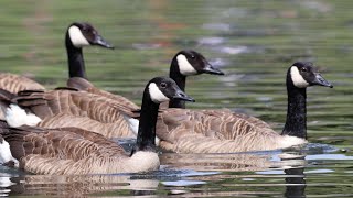 Canada Geese [upl. by Ahsenek]