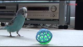 Timothy The Budgie Playing Throw  The  Ball [upl. by Aierb]