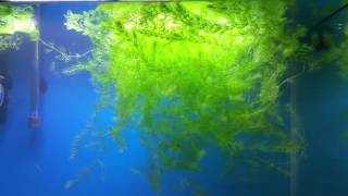 Foxtail Growing  Aquatic Plant  No CO2 Natural growth [upl. by Gavini]