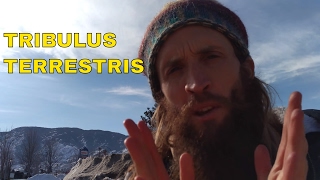 The Many Benefits of Tribulus Terrestris [upl. by Okiam]