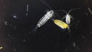 Copepods [upl. by Gwennie]