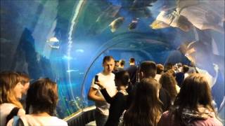 Afrykarium oceanarium Wrocław Atarkcje podwodnego miasta i przyrody afryki w zoo we Wrocławiu HD [upl. by Ttocs]