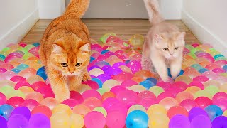 Can Cats Run On Water Balloons  Compilation [upl. by Eirual]