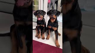 Rottweiler puppies are growing too fast 🥺 😍 [upl. by Nira]