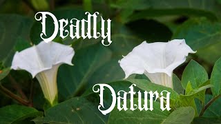 The Deadly Datura Plant Identification Cautions and Medicinal Uses [upl. by Encratis]