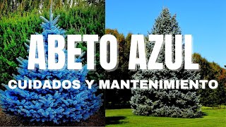 🌲ABETO AZUL💙 CUIDADOS Y MANTENIMIENTO🎄✔️ ¡Lo que NUNCA te han contado✔️ [upl. by Ahsak]