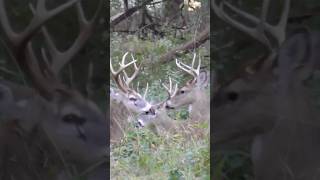 Whitetail Bucks Hanging Out 🦌 youtubeshorts whitetaildeer animals [upl. by Lenroc83]