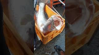 Giant 21kg barramundi fish  fishing  seafood [upl. by Snahc]