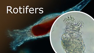 All About Rotifers Anatomy and Habitat Rotaria Macrura Under a Microscope 100x250x [upl. by Euqirat]