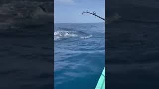 Pesca de Marlín en Puerto Vicente Guerrero Gro México [upl. by Iaht]