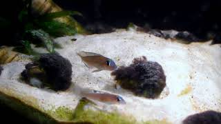 Lamprologus kungweensis female picks up rolling egg  Tanganyika shell dwellers  Muszlowcepl [upl. by Sadnalor]