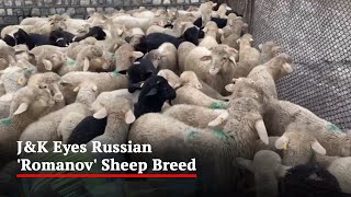 Jammu And Kashmir Eyes Russian Romanov Sheep Breed [upl. by Edlin]