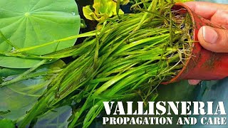 vallisneria propagation and care  best water plant for aquarium and fish  lotus and vallisneria [upl. by Lynnelle]