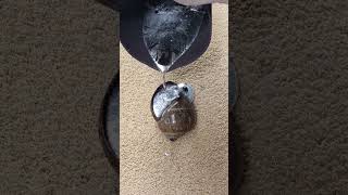 Aluminum Casting Melting into Snail out of Scrap Restore to Make Art shorts viralvideo reels art [upl. by Tteltrab490]