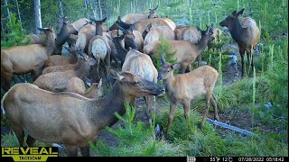 The Best Trail Camera Videos Compilation From 2023 In Idaho [upl. by Connelly]