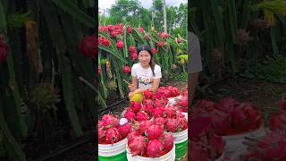 Wanna try these yummy dragon fruit fruits 🍊🍓🍉🍎🥭shorts nature fruit [upl. by Osicnarf]