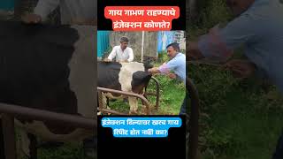 गाय गाभण राहण्याचे इंजेक्शन कोणते इंजेक्शन दिल्यावर खरच गाय रिपीट होत नाही का cow कृत्रिमरेतन [upl. by Enyalb]