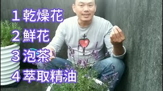 【薰衣草】居家採收與乾燥 Harvest of Lavender [upl. by Stillman979]