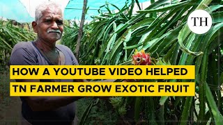 How a YouTube video helped TN farmer grow exotic fruit The Hindu [upl. by Notyep]