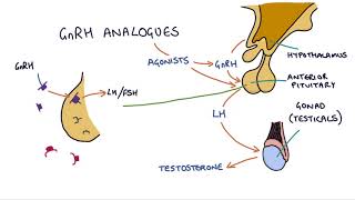 How do GnRH analogues work Zoladex Prostap and other GnRH analogues [upl. by Htbazile746]