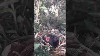 Yellowvented bulbul Birds bring food when both children are hungry [upl. by Nwahsear]