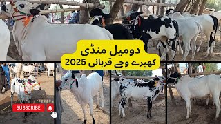 Domel Mandi Kheere Wachy 2025  Most Beautiful Fatehjangi Dhani Bulls [upl. by Daye]