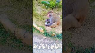 Monkey funny video 🤣monkey funny monkeyfunny shortsfeed youtube viralshort [upl. by Kasper]